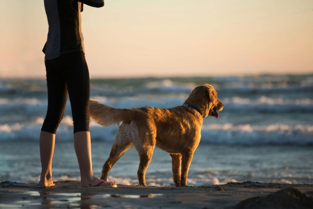 Best dog friendly beaches in Cornwall for 2024