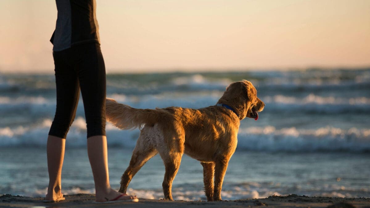 Best dog friendly beaches in Cornwall for 2024