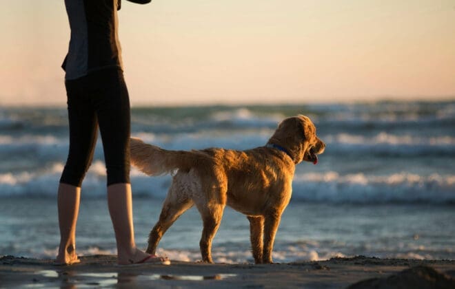 Best dog friendly beaches in Cornwall for 2024
